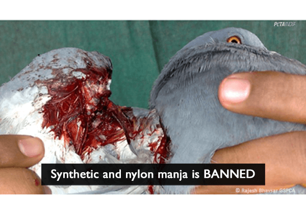 Synthetic/Nylon Manja Banned After PETA Push