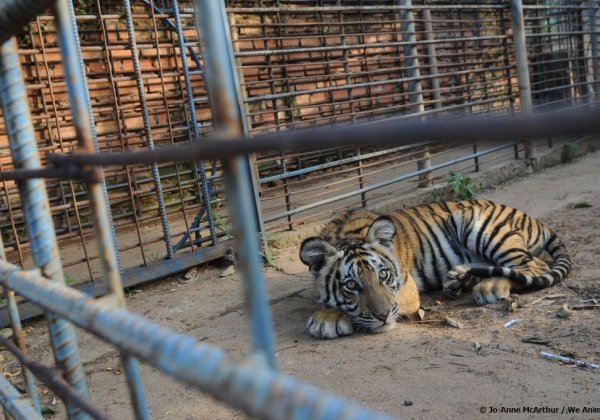 Take The Tiger Stripes Out Of Swipes For International Tiger Day