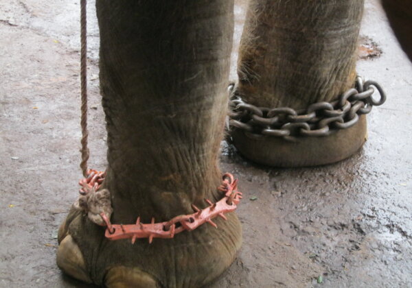 Help Spare Elephants From Cruel Performances