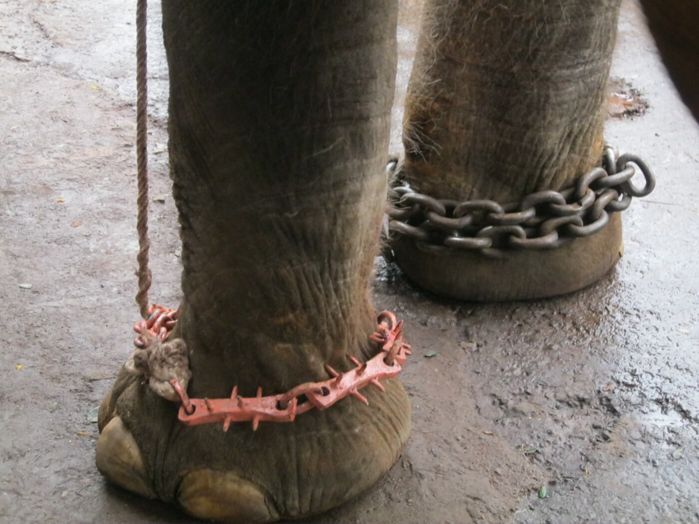 Help Spare Elephants From Cruel Performances