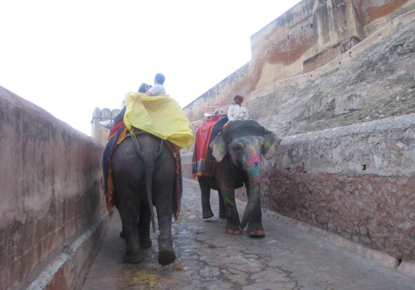 Latest Amer Elephant Attack Prompts Renewed PETA India Push to Ban Rides