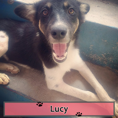 Who Is the Cutest Indian Dog Alive? Help Decide Who Is the Cutest Indian Dog Alive? Help Decide