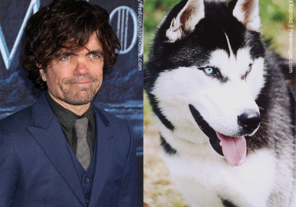 GoT’s Peter Dinklage Warns That Buying Huskies as ‘Direwolves’ Is Hurting Dogs