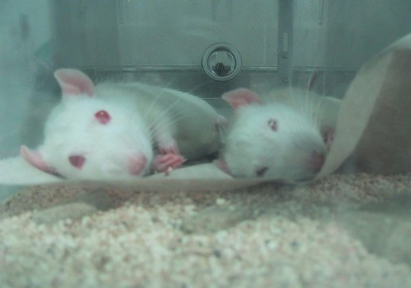 Symposium To Teach Young Scientists How To Replace Animals In Experiments