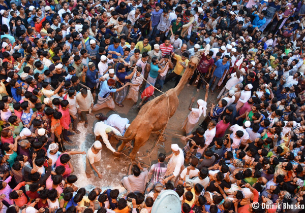 PETA Demands Police Action Against Horrific Camel Sacrifice