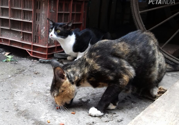 500 Cats Sterilised Through PETA India’s Sterilisation Programme