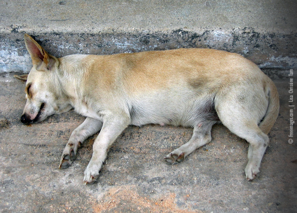 PETA Calls for Police Action Against Mumbai Man Thought to Batter Dog to Death