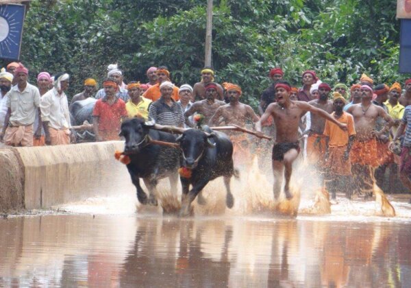 Following Bengaluru and Pilikula, No Kambala Event in Shivamogga as High Court of Karnataka Considers PETA India’s Objections