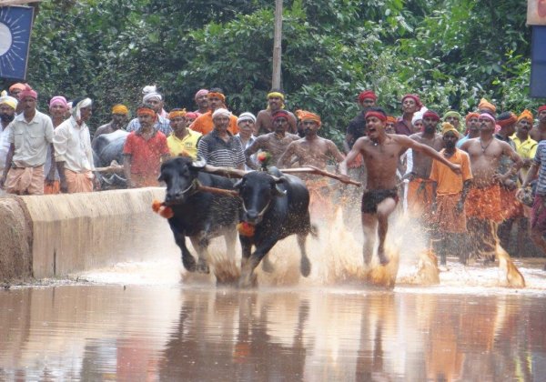 PETA Files Petition In Supreme Court  Against Kambala, Bull Races