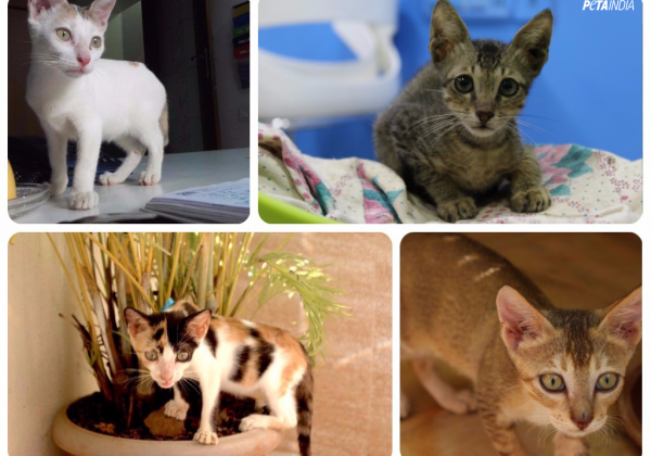 Four Rescued Kittens Are In Need Of Urgent Homes!