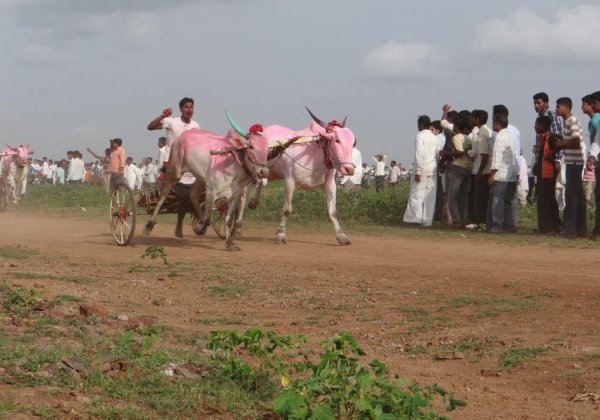 PETA Files Petition In SC Against Maharashtra Bullock Cart Races