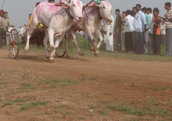 महाराष्ट्र के बैलों को अभी भी आपकी मदद की आवश्यकता है।