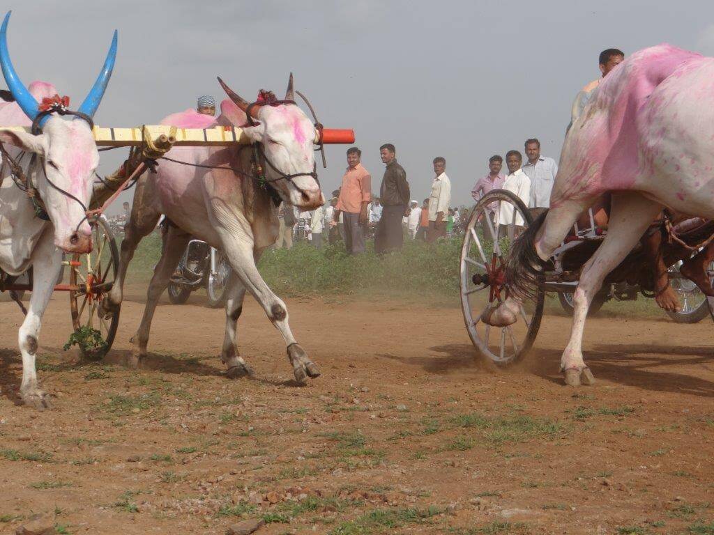 peta files petition in sc against maharashtra bullock cart races