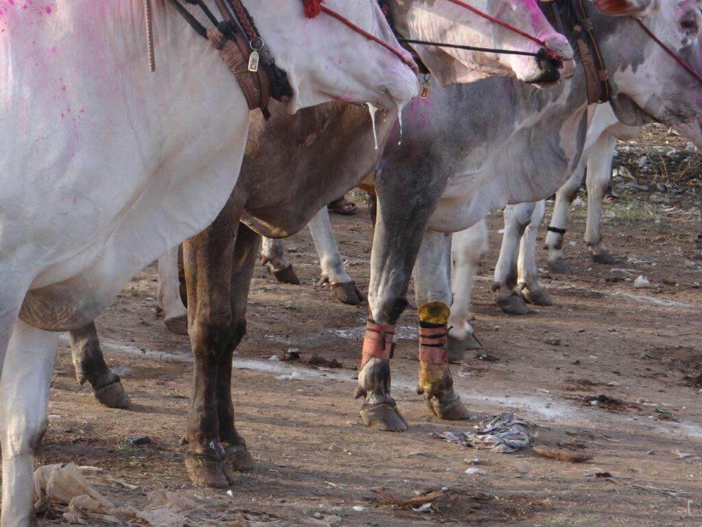 peta files petition in sc against maharashtra bullock cart races