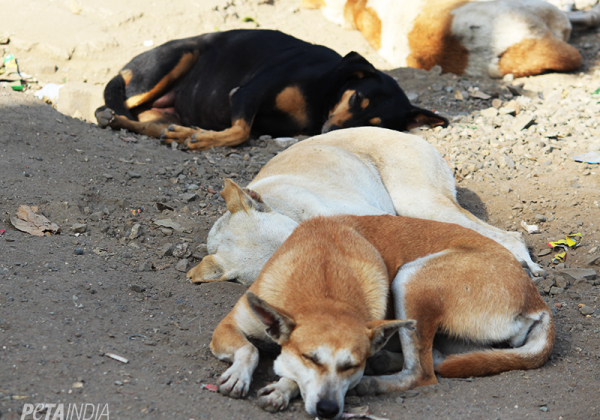 PETA India Saves Hundreds Of Dogs From Illegal Relocation