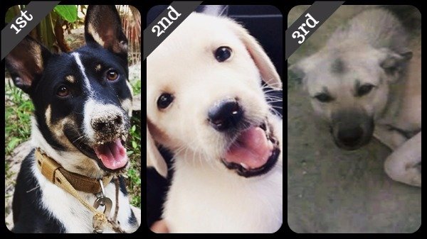 Meet PETA’s 2017 ‘Cutest Indian Dog Alive’ Winners