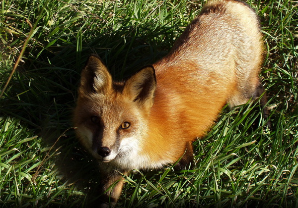 Breaking News: Gucci Ditches Fur