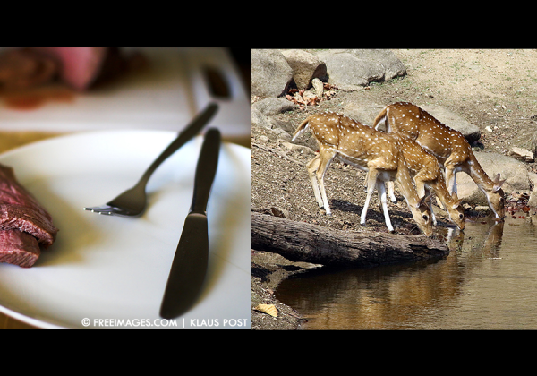 How Meat Consumption Is Causing Mass Wildlife Extinction