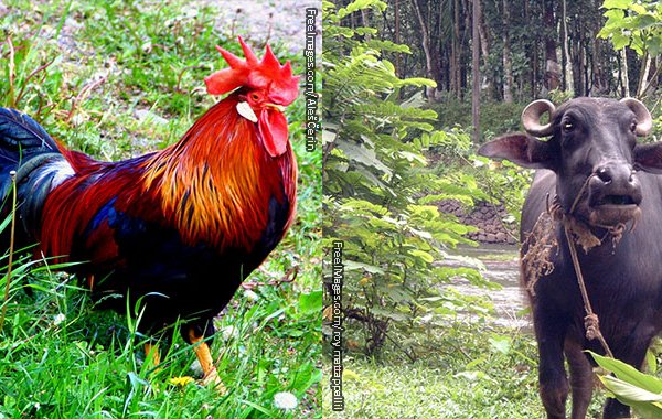 Planned Animal Sacrifice CANCELLED at Kullu Dussehra Festival