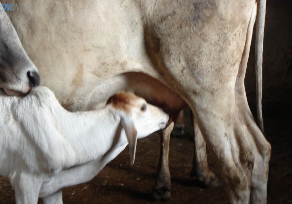 Dark Truth Behind the Milk Myth