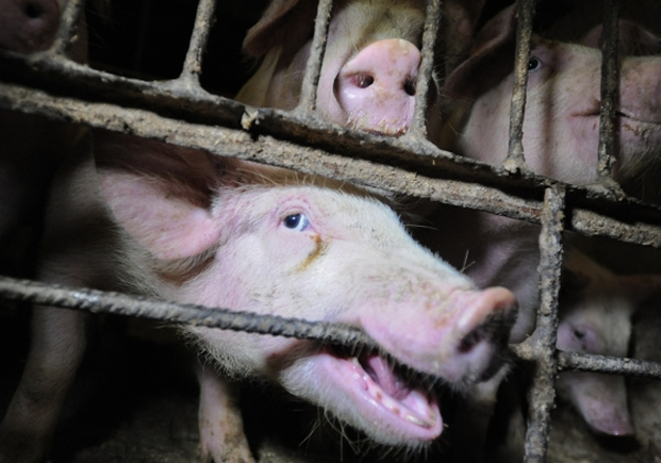Try Vegan for 30 Days This #WorldVeganMonth