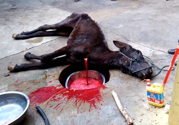 चीन में चमड़े के लिए, गधों कि सिर पर हथोड़ों से प्रहार किए गए और गले काट दिए गए
