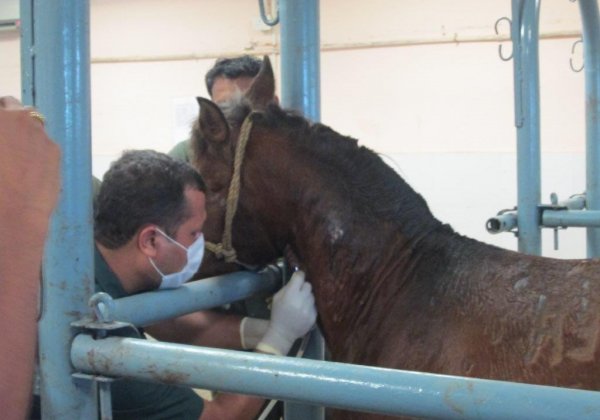 Government Move May Spare Thousands of Horses Suffering