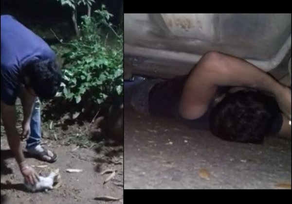 Mother Cat Saves Her Kitten With PETA’s Help