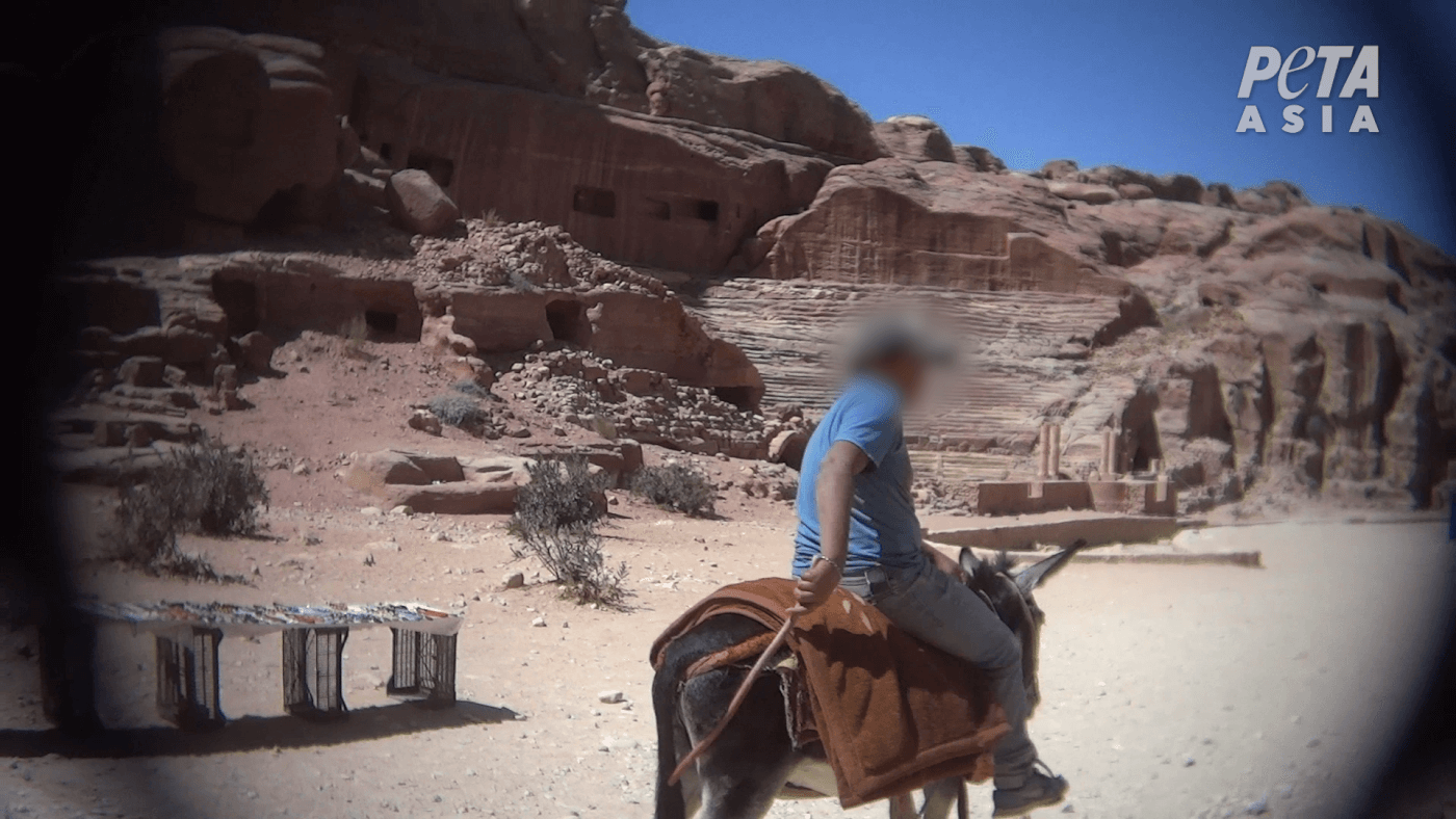 Animals Beaten and Whipped in ‘Lost City’ of Petra