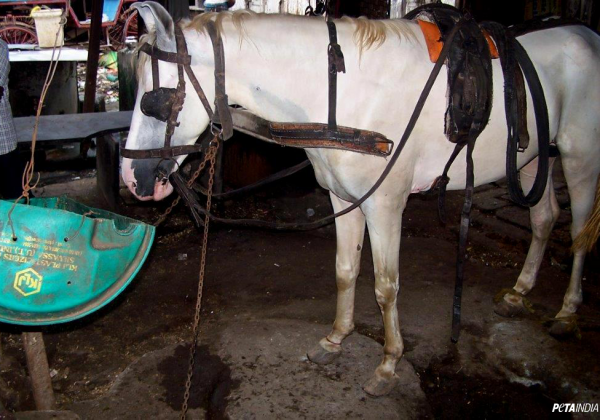 PETA Offers Sanctuary for Illegally Kept Mumbai Horses