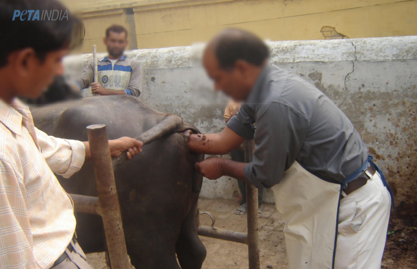 Let's Get Real: Cow and Buffalo Milk Is Non-Vegetarian - Living - PETA India