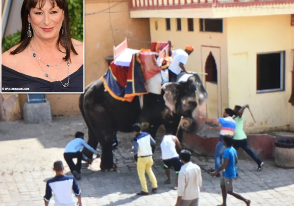 Anjelica Huston Wants Cruel Elephant Rides Banned