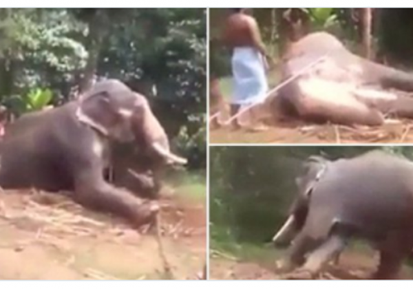Elephant Calf’s Leg Broken by Beating for Tourist Rides