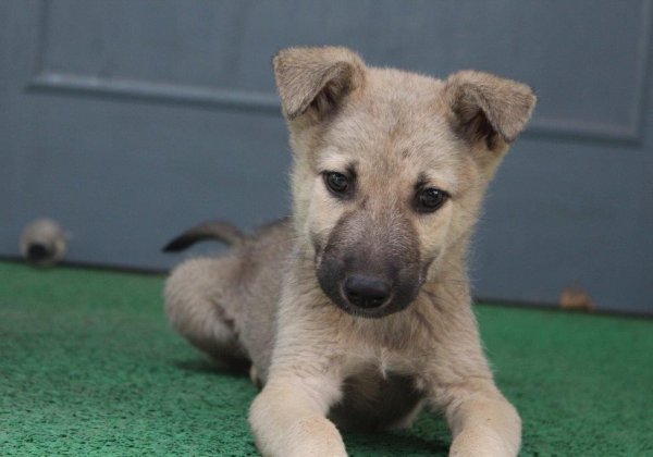 Adorable Puppy in Search of a Forever Loving Home
