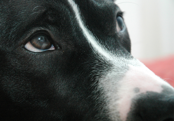 Punjab Men Booked for Shooting, Killing Their Own Dog