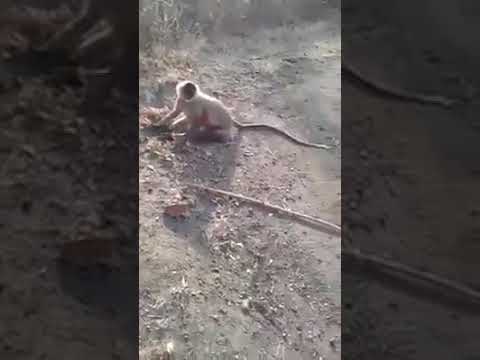 Following PETA Complaint, Abusers Who Beat Langur to Death Are Arrested and Denied Bail