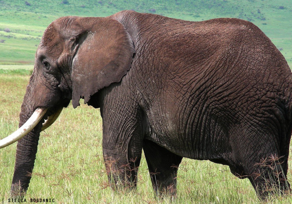 Elephants Have a Remarkable Start to 2018 as China Bans Ivory Sales