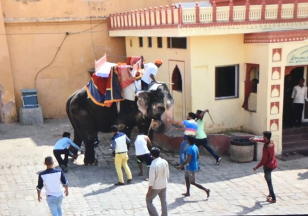 फिल्म अभिनेत्री सोनाक्षी सिन्हा ने जयपुर में बंदी हाथी की रिहाई की मांग की