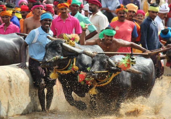 PETA India Demands Action Against Illegal Kambala Races