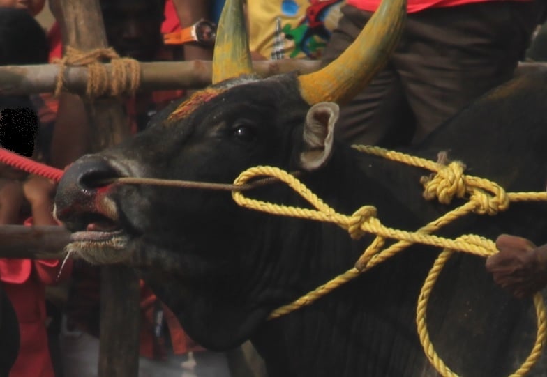 New Jallikattu Investigation Proves Regulations Don’t Stop Cruelty