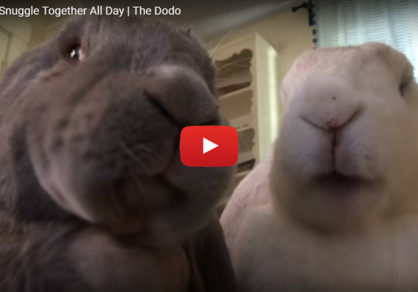 12 Ridiculously Cute Rabbit Videos to Brighten Your Day