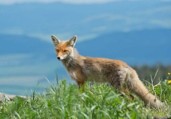 Victory for Animals! Donatella Versace Says Fur Is Over