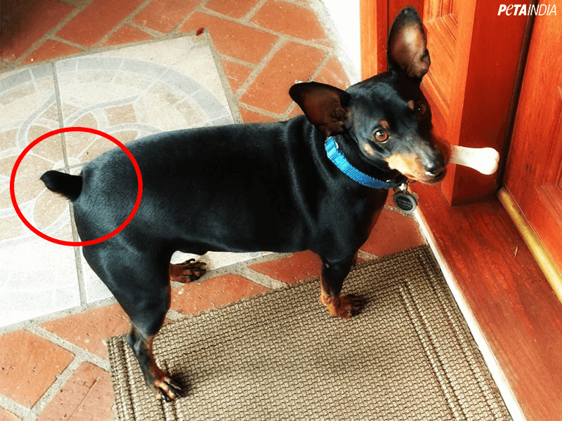 Peta India Calls For Crackdown On Illegal Tail Docking Ear