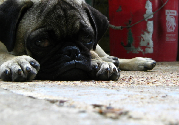 PETA India Urges Vodafone To Stop Using Genetically Compromised Pugs In Ads