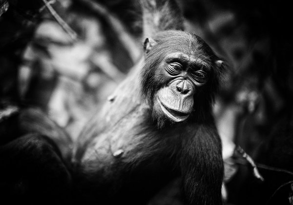PETA India Urges Director Of Gorilla To Drop Plans To Show Real Chimpanzee In Film