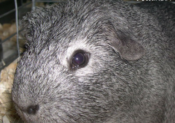 Following Pressure by PETA India, Guinea Pigs, Mice, and Other Animals Are Spared Ordeal of Cruel Pesticide Tests
