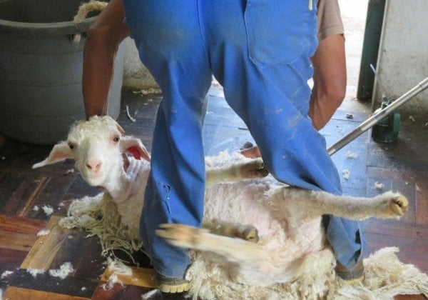 Breaking Video: Goats Thrown, Cut, Killed for Mohair—Help Them Now!