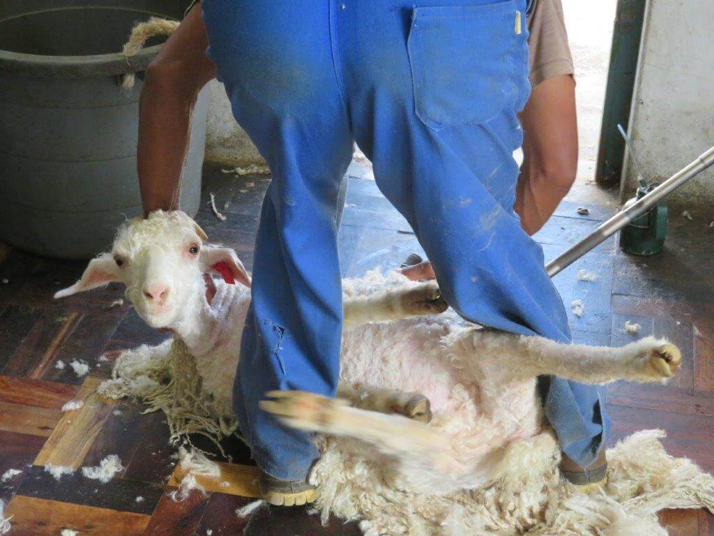 Breaking Video: Goats Thrown, Cut, Killed for Mohair—Help Them Now!
