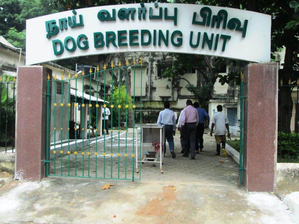 Evidence: Imprisoned Dogs Suffer at Tamil Nadu Dog-Breeding Unit
