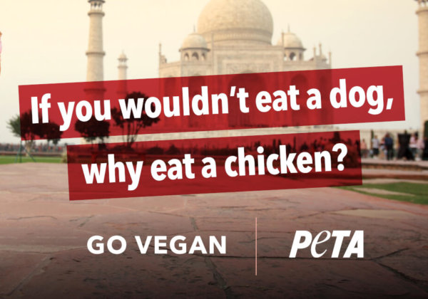 PETA इंडिया ने बिलबोर्ड अभियान शुरू किया “यदि कुत्ते का मांस नहीं तो फिर मुर्गे का मांस क्यूँ ?”